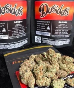 Jungle Mints Jungleboys